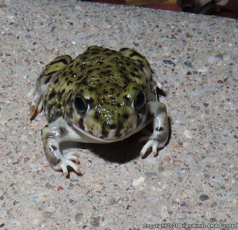 Couch's Spadefoot (Scaphiopus couchii)