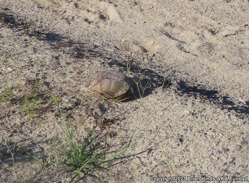 Desert Box Turtle (Terrapene ornata luteola)