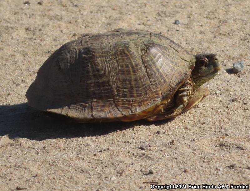 Desert Box Turtle (Terrapene ornata luteola)