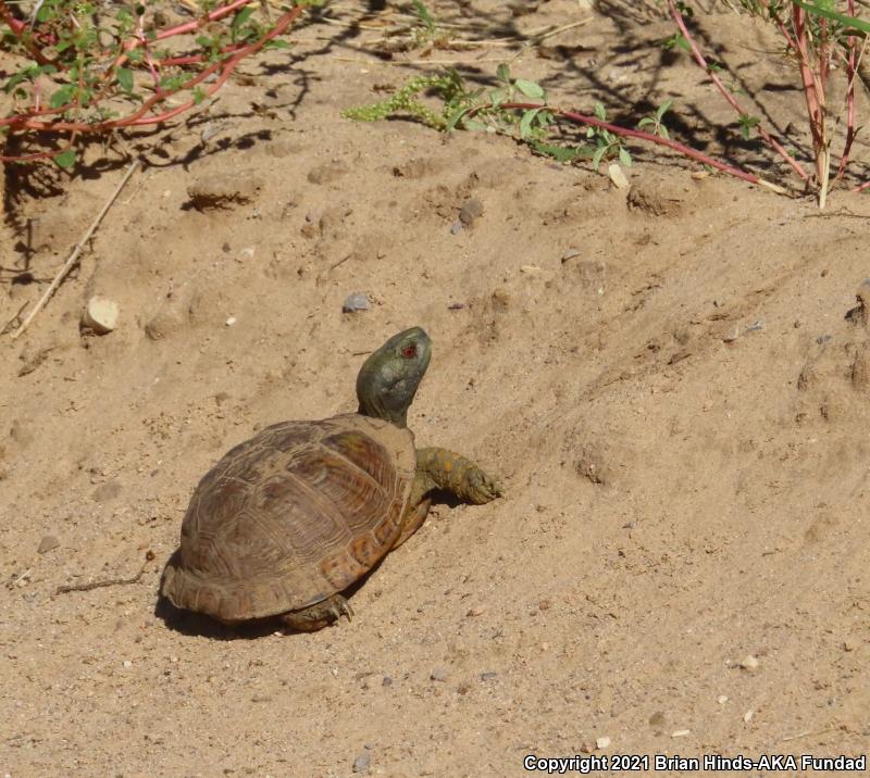 Desert Box Turtle (Terrapene ornata luteola)