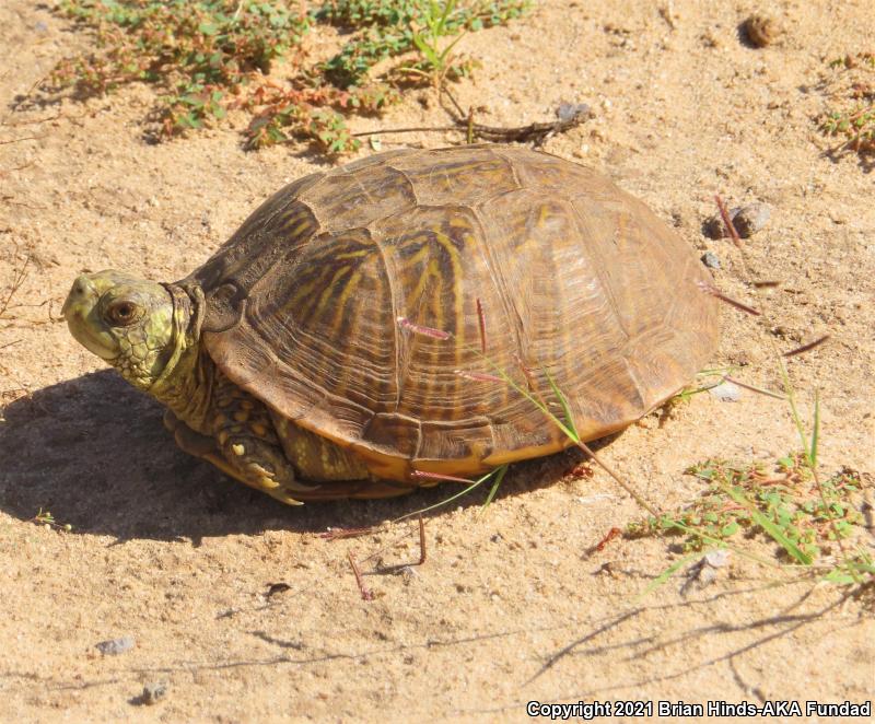 Desert Box Turtle (Terrapene ornata luteola)