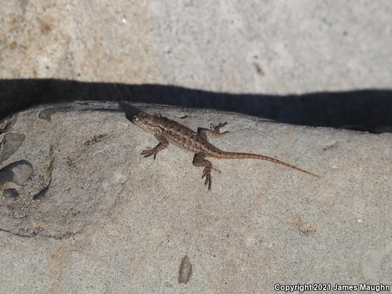 Coast Range Fence Lizard (Sceloporus occidentalis bocourtii)