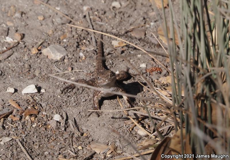 Coast Range Fence Lizard (Sceloporus occidentalis bocourtii)