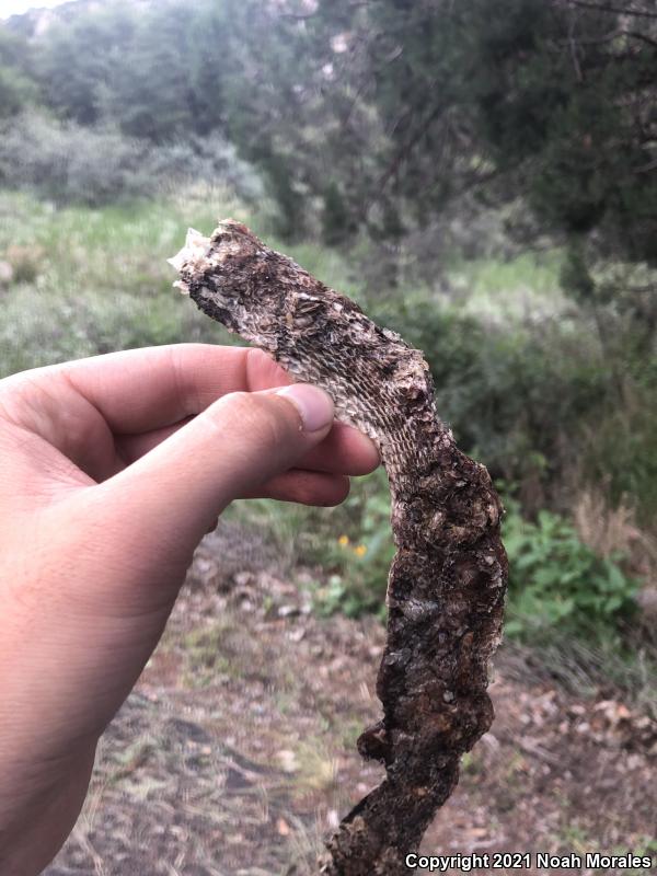 Mexican Hog-nosed Snake (Heterodon kennerlyi)