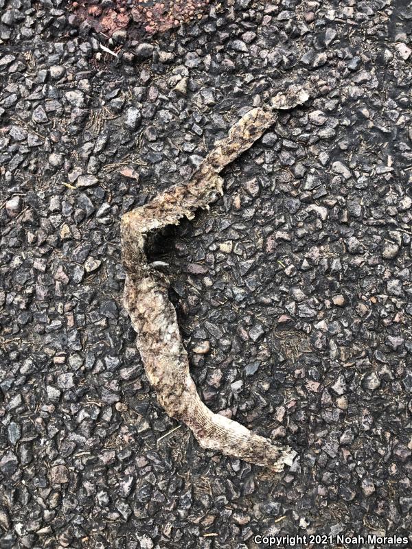 Mexican Hog-nosed Snake (Heterodon kennerlyi)