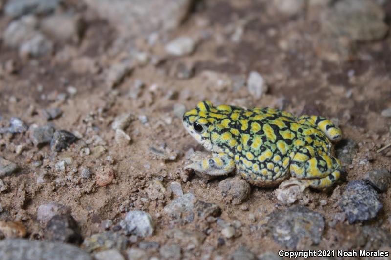 Sonoran Green Toad (Anaxyrus retiformis)