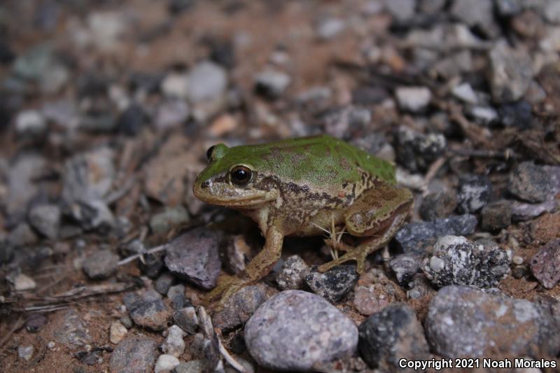 Lowland Burrowing Treefrog (Smilisca fodiens)