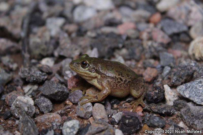 Lowland Burrowing Treefrog (Smilisca fodiens)