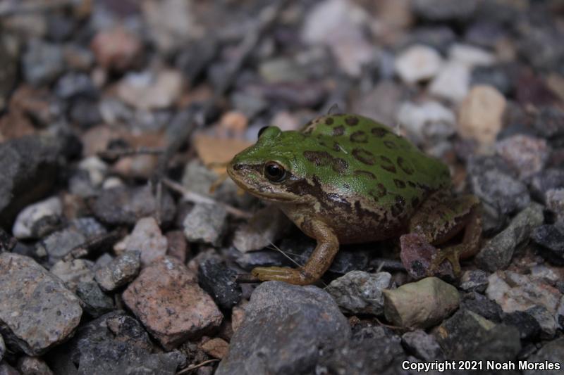 Lowland Burrowing Treefrog (Smilisca fodiens)