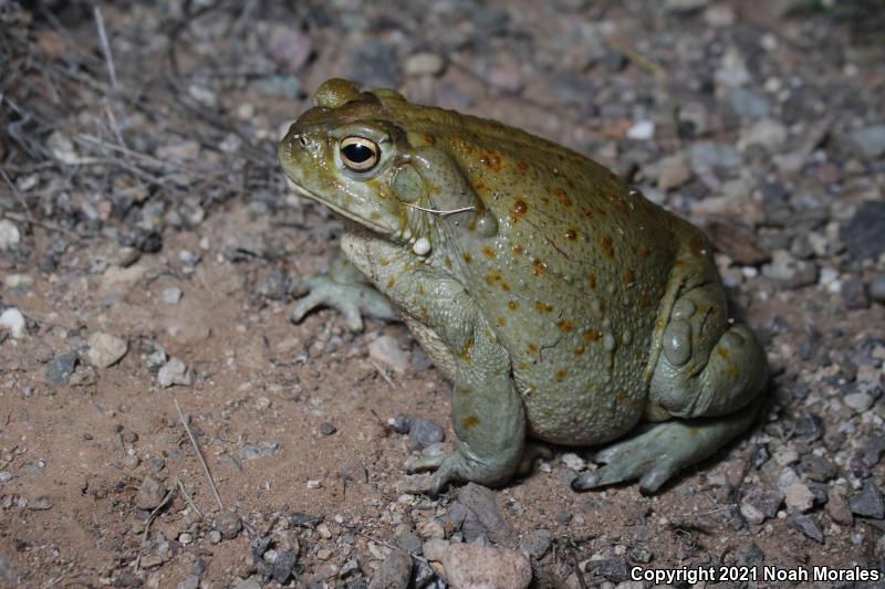 Sonoran Desert Toad (Ollotis alvaria)