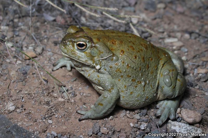 Sonoran Desert Toad (Ollotis alvaria)