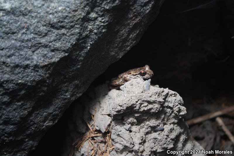 Western Tailed Frog (Ascaphus truei)