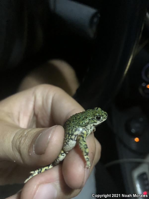 Western Green Toad (Anaxyrus debilis insidior)