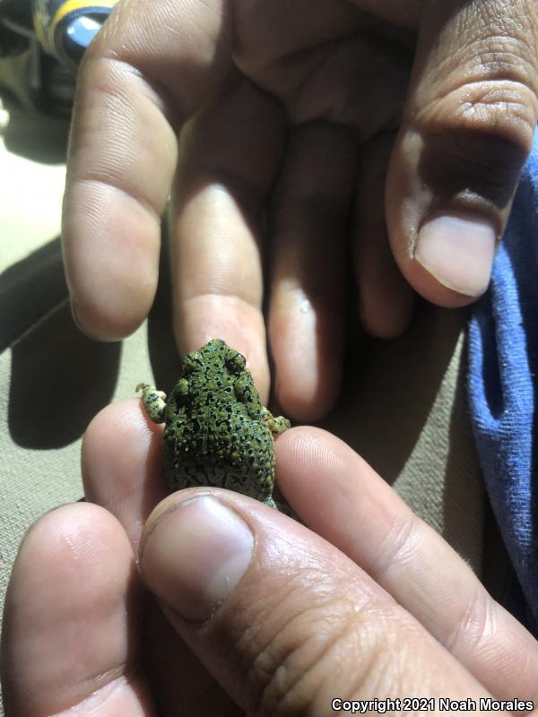 Western Green Toad (Anaxyrus debilis insidior)