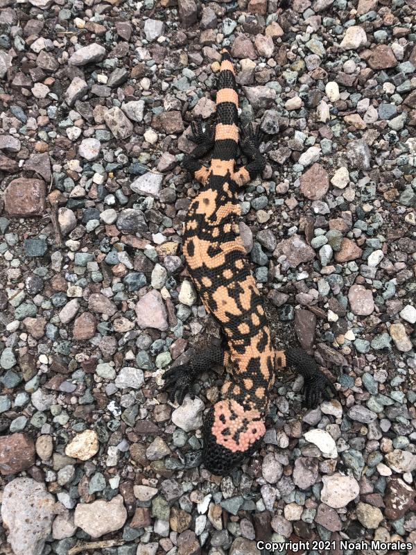 Gila Monster (Heloderma suspectum)