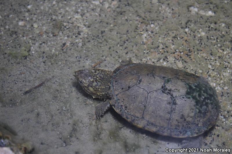 Sonoyta Mud Turtle (Kinosternon sonoriense longifemorale)