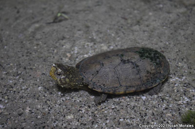 Sonoyta Mud Turtle (Kinosternon sonoriense longifemorale)