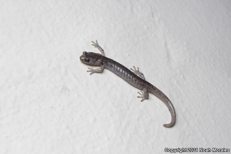 Wandering Salamander (Aneides vagrans)