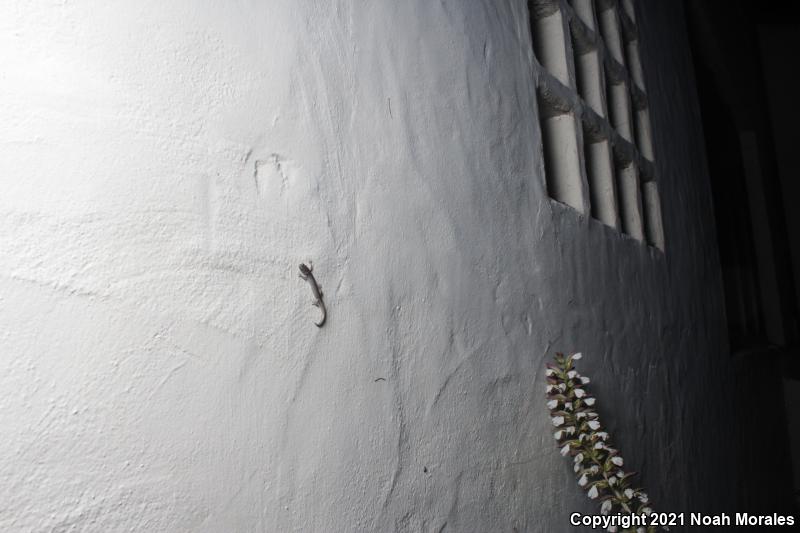 Wandering Salamander (Aneides vagrans)