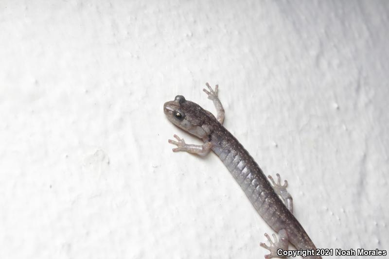 Wandering Salamander (Aneides vagrans)