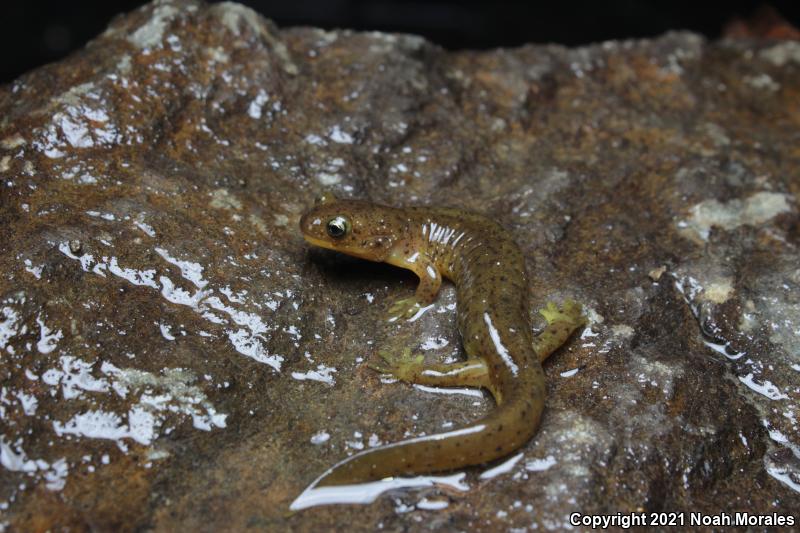 Southern Torrent Salamander (Rhyacotriton variegatus)