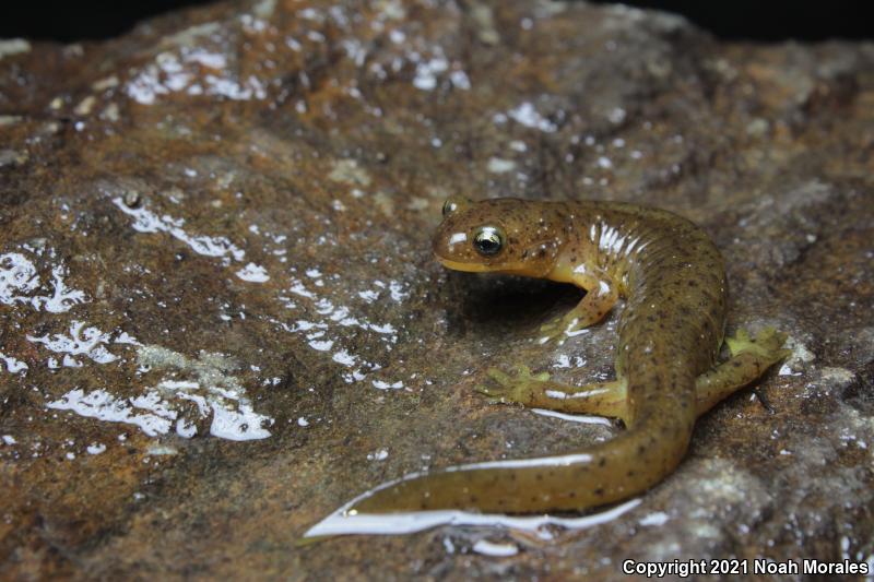 Southern Torrent Salamander (Rhyacotriton variegatus)