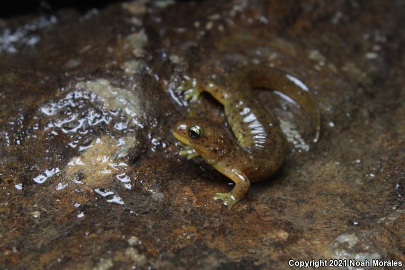 Southern Torrent Salamander (Rhyacotriton variegatus)