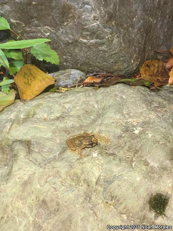 Western Tailed Frog (Ascaphus truei)