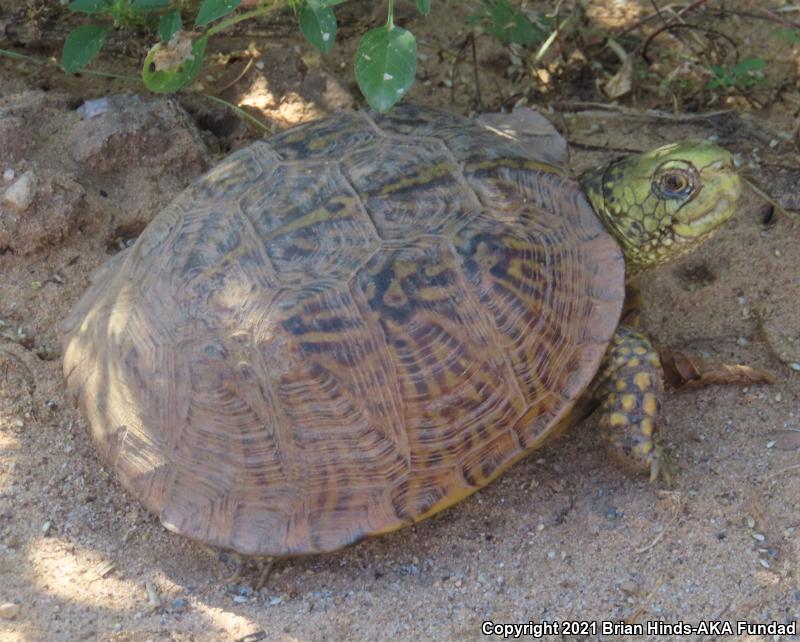 Desert Box Turtle (Terrapene ornata luteola)