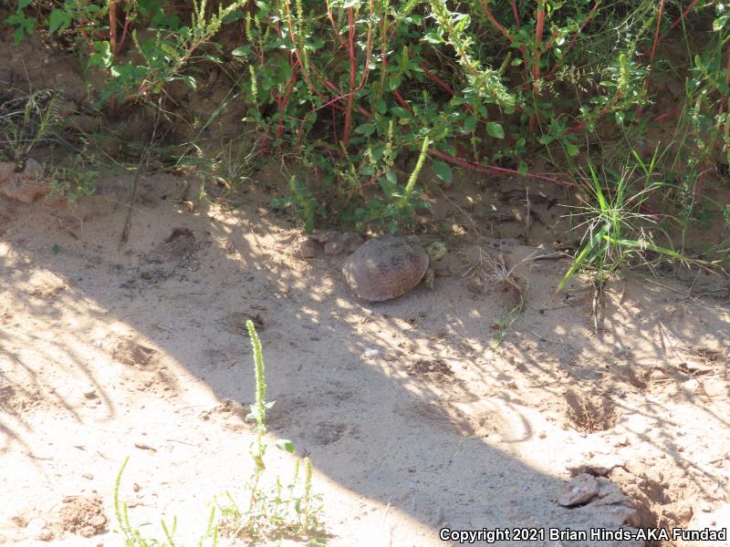 Desert Box Turtle (Terrapene ornata luteola)