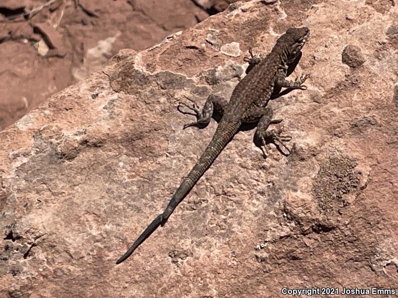 Plateau Side-blotched Lizard (Uta stansburiana uniformis)