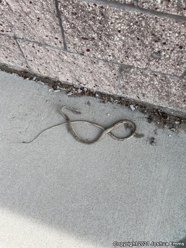 Western Coachwhip (Coluber flagellum testaceus)