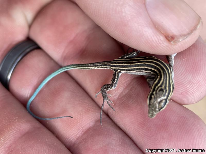 Desert Grassland Whiptail (Aspidoscelis uniparens)