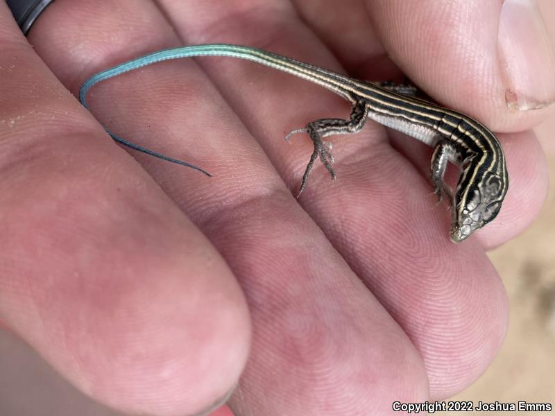 Desert Grassland Whiptail (Aspidoscelis uniparens)