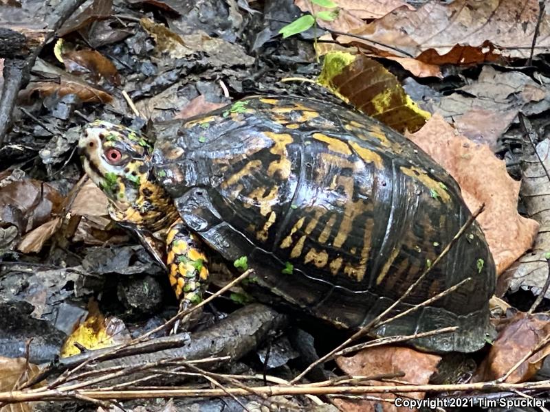 Eastern Box Turtle (Terrapene carolina carolina)