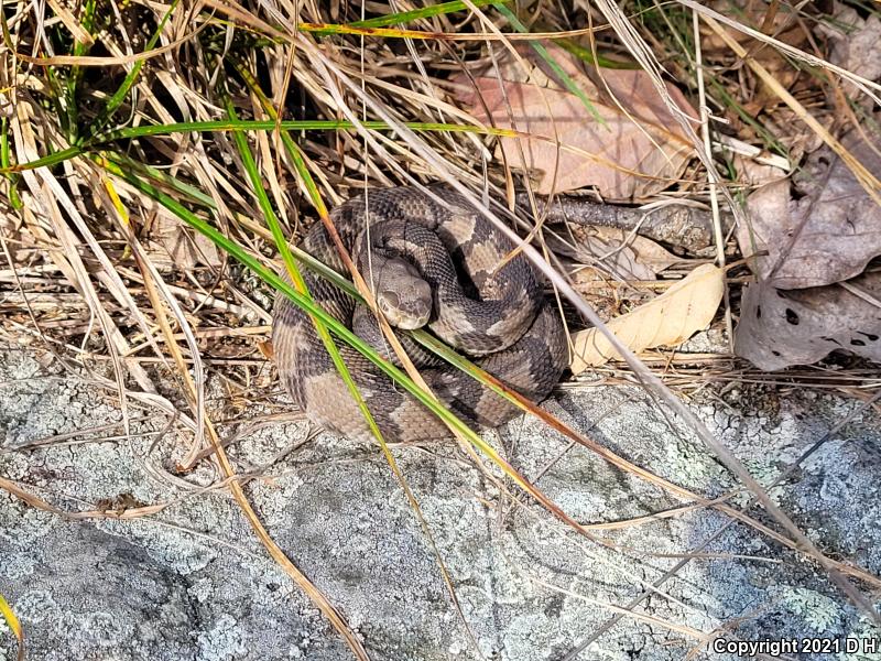 Timber Rattlesnake (Crotalus horridus)