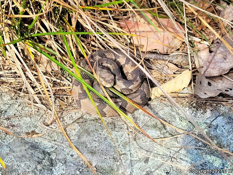 Timber Rattlesnake (Crotalus horridus)