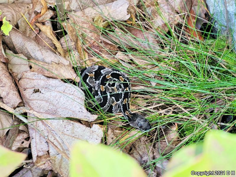 Timber Rattlesnake (Crotalus horridus)