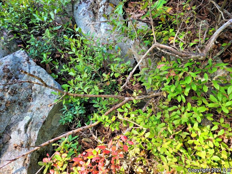 Timber Rattlesnake (Crotalus horridus)