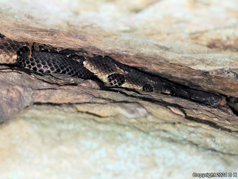 Timber Rattlesnake (Crotalus horridus)