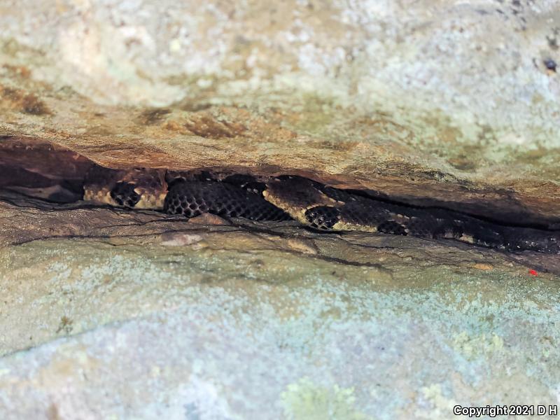 Timber Rattlesnake (Crotalus horridus)