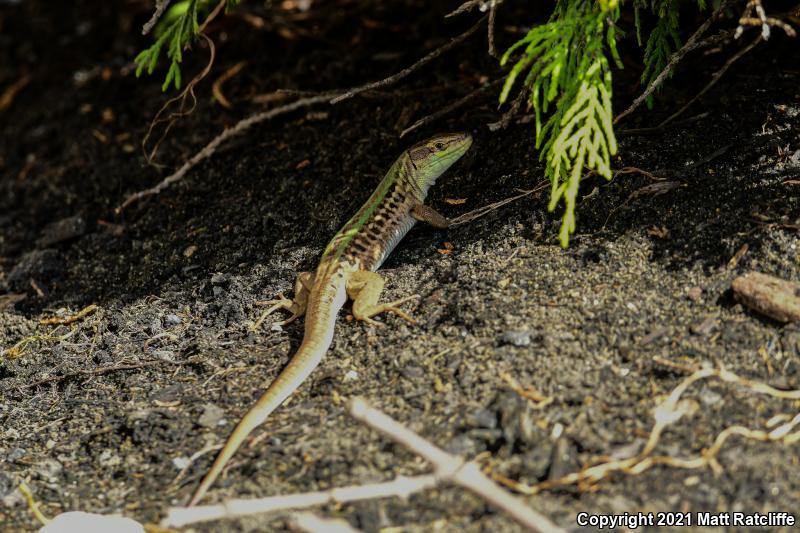 Italian Wall Lizard (Podarcis sicula)