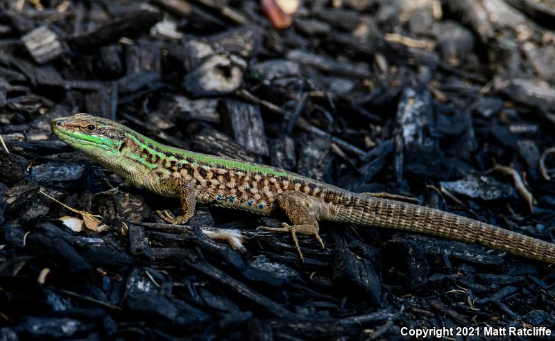 Italian Wall Lizard (Podarcis sicula)