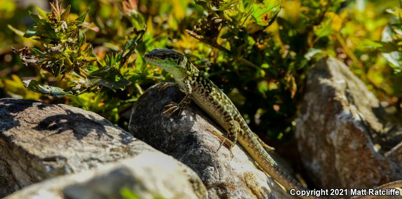 Italian Wall Lizard (Podarcis sicula)