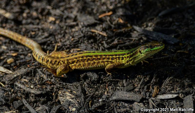 Italian Wall Lizard (Podarcis sicula)