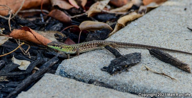 Italian Wall Lizard (Podarcis sicula)