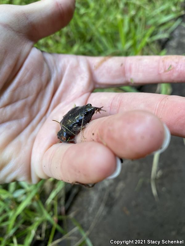 Eastern Narrow-mouthed Toad (Gastrophryne carolinensis)