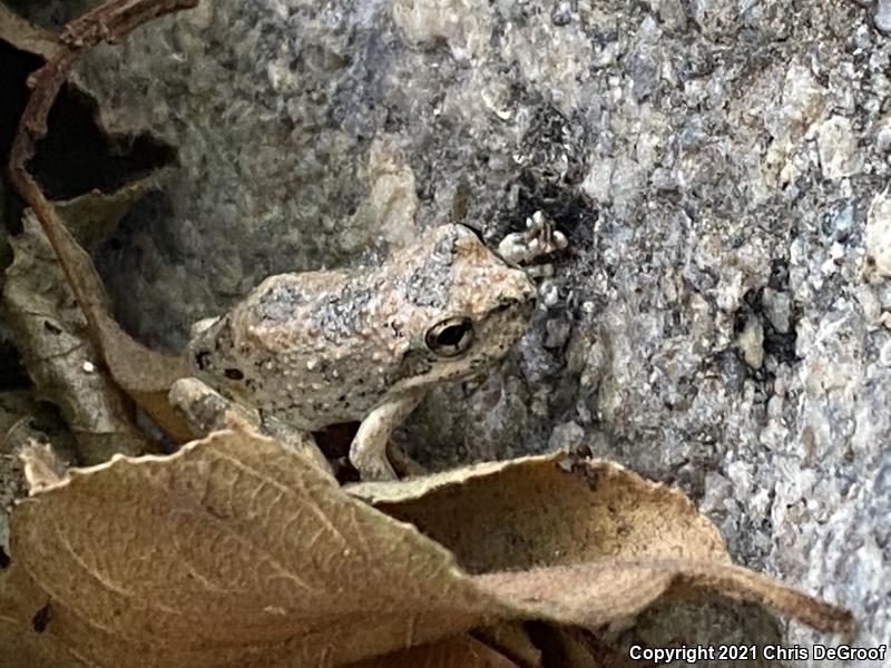 California Treefrog (Pseudacris cadaverina)