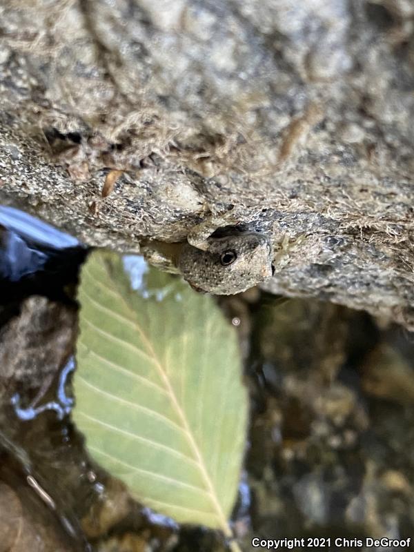 California Treefrog (Pseudacris cadaverina)