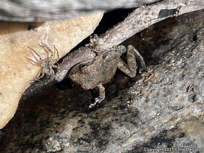 California Treefrog (Pseudacris cadaverina)